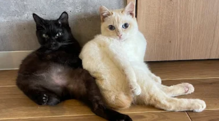 TOYBOBMANIAのサブ写真１